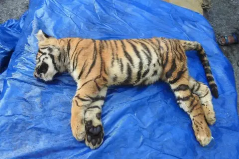 AFP This handout picture provided by the Bengal Safari park authority on October 30,2018 shows the body of female Royal Bengal tiger cub Iika after it died due to an injury at Bengal Safari Park on the outskirts of Siliguri on October 30, 2018.