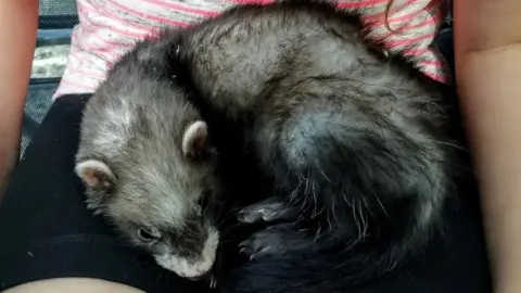 SURREY POLICE Pet ferret
