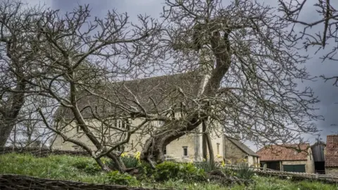 PA Media The resilient Apple Tree, where Sir Isaac Newton wondered why objects always fall downwards