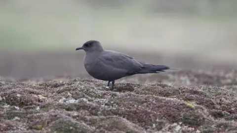 Ian Francis/RSPB Scotland Arctic skua