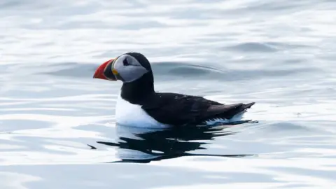 Reuters A puffin in the water