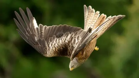 Getty Images Red kite