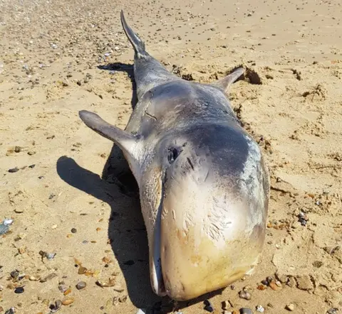 HM Coastguard Gorleston Risso dolphin