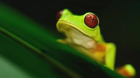 Getty Images Panama frog
