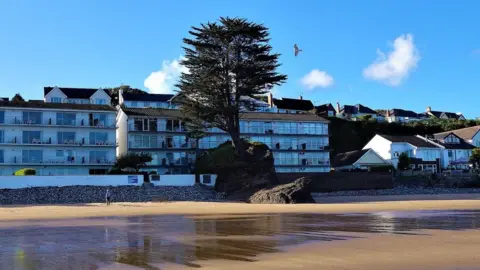 Nicky Mallen Photography Monterey Cypress tree in the Saundersfoot