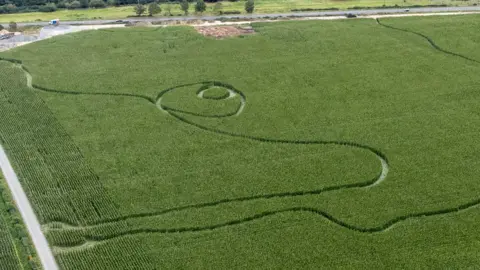 East Anglia News Service Damaged maize field seen from above