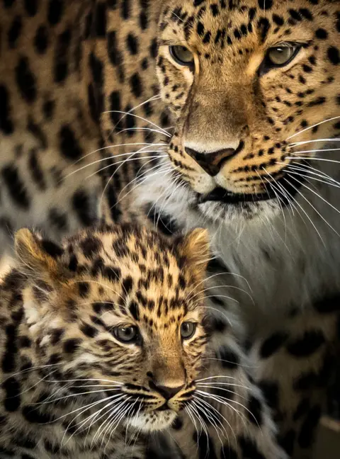 Danny Lawson/PA A critically endangered Amur Leopard with its mother takes its first steps into its reserve at the Yorkshire Wildlife Park in Doncaster