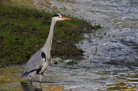 Steven Nesbitt Heron at Belton