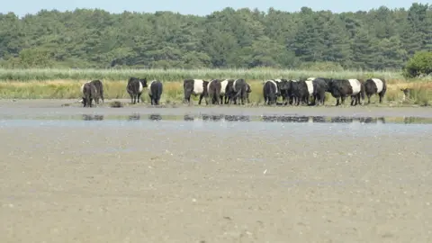 Jamie Niblock/BBC Cattle trying to stay cool on the Holkham Estate