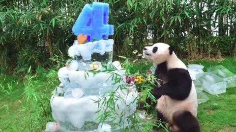 Getty Images Giant panda Le Bao celebrates his birthday in a Seoul zoo - but is he turning 4, 5 or 6?