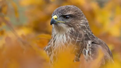 Getty Images Buzzard