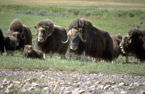 Getty Images Muskoxen