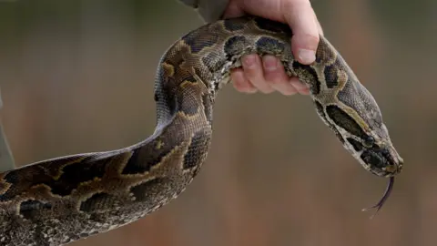 Getty Images A Northern African python