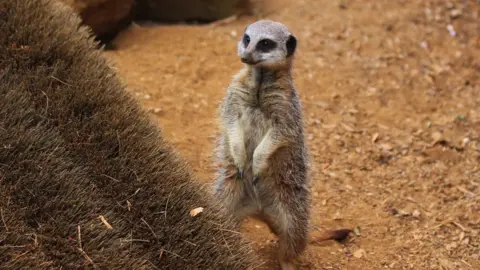 ZSL Whipsnade Zoo A meerkat