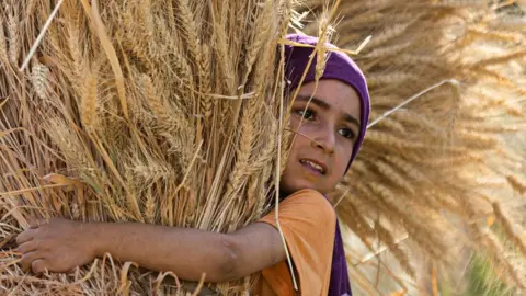 Getty Images An Egyptian girl takes part in wheat harvest in Bamha village near al-Ayyat town in Giza province, some 60Km south of the capital on May 17, 2022.