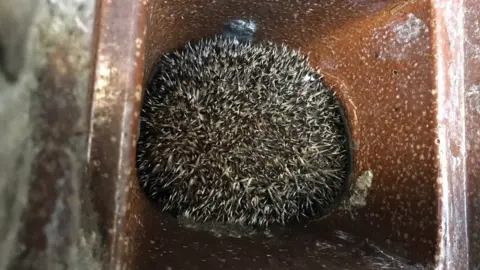 RSPCA Hedgehog in a sewage pipe