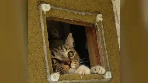 Cat stuck under hot sale house