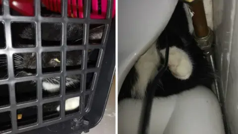 WMFS Cat in a basket after being trapped behind a toilet