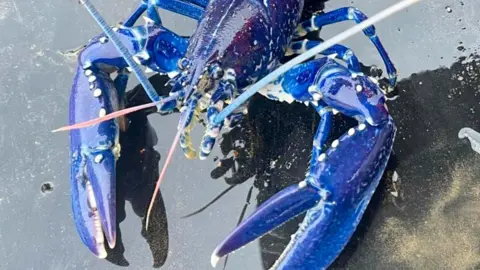 Stuart Brown Blue lobster