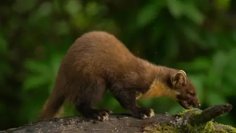 BBC Image of the protected Pine Marten