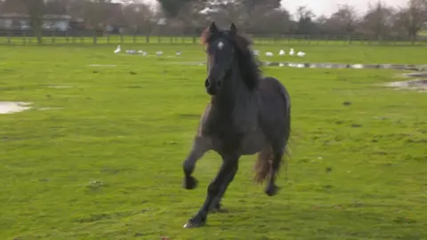 RSPCA Pony called Bramble in trotting in field