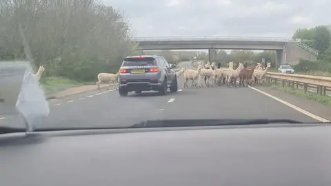 Cathy Booty Herd of alpacas in a dual carriageway with a four wheel drive vehicle in front of them