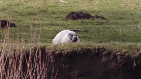 Karen Hargreave Seal