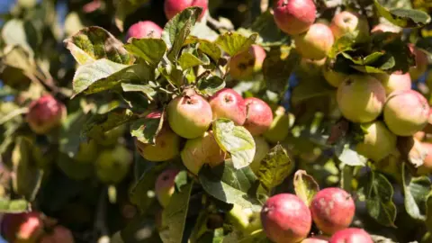 Getty Images apple orchard