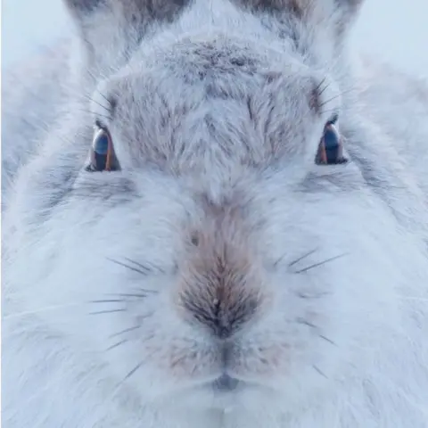 @TesniWardPhotography A Peak District mountain hare