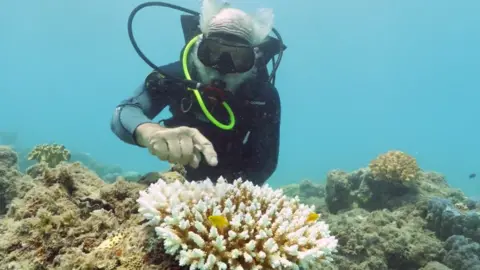 GREAT BARRIER REEF MARINE PARK AUTHORITY A reef researcher inspects some bleached coral