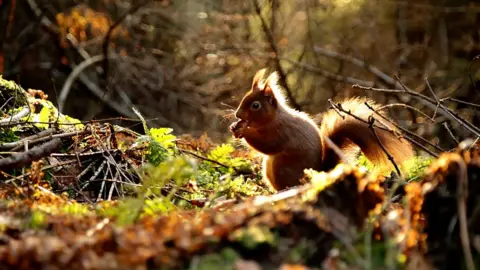 Cumbrian red squirrel eating in the sunlight