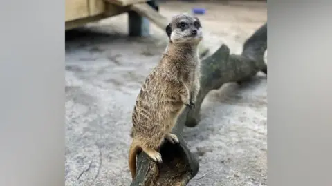 Missing meerkat