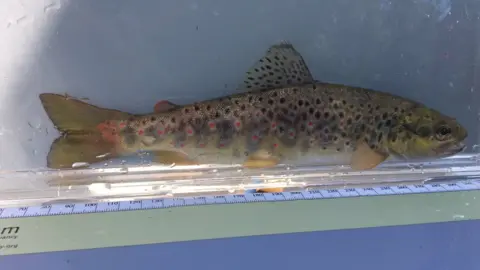Dave Throup One of the fish