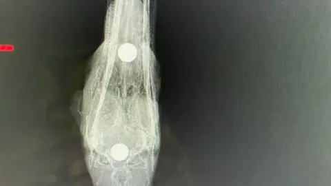 Shepperton Swan Sanctuary X ray of injuries to a swan shot by a catapult in Godstone