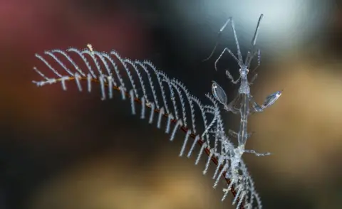 Adam Silverman A small skeleton shrimp.