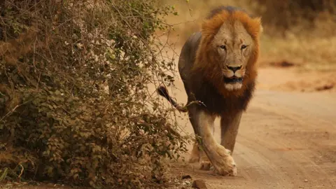 Getty Images A lion in Kruger National Park, South Africa. 22 July 2010