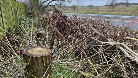ANDREW TURNER/BBC Cut trees and branches on the verge of the A149 Caister bypass