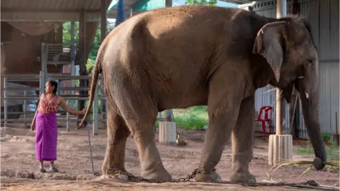 A woman with her elephants in Baan Ta Klang