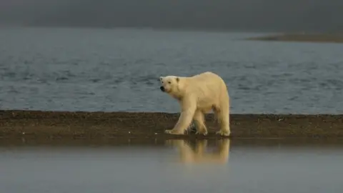 Susi Miller/USFWS Polar bear in Alaska