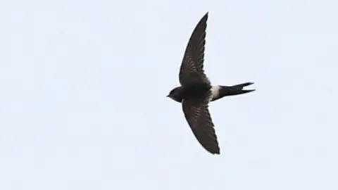 James Lowen Wildlife White Rumped Swift