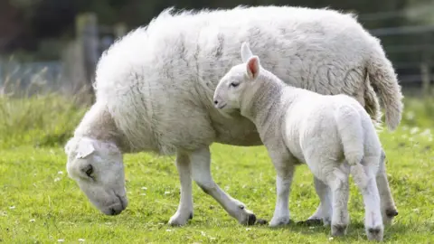 Getty Images Sheep with lamb