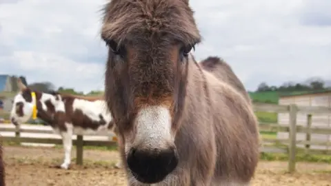 IOW Donkey Sanctuary Lewi