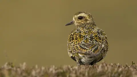 Getty Images Golden plover