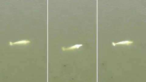 Reuters A composite photo of a beluga whale in River Seine