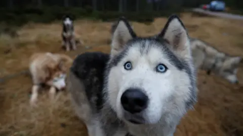 Russell Cheyne/Reuters Huskies