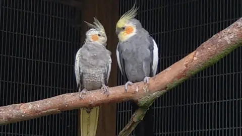 Vickie Richards-Barton Cockatiels sitting on a branch