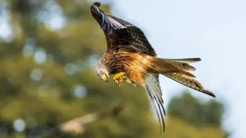Getty Images Red kite