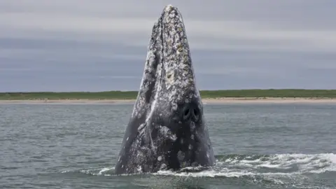 Oregon State University Western Gray Whale