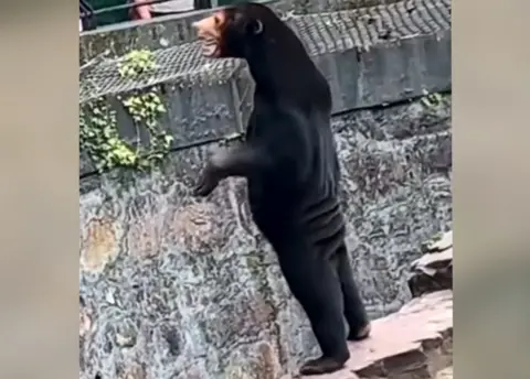 Social media Screen grab of a viral video of a sun bear standing on its hind legs