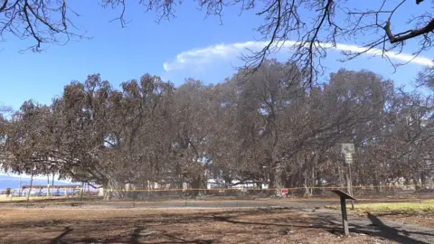 Firefighters water ancient banyan tree in Lahaina